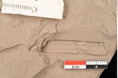 Foto (Detailansicht) von Ulmophylon australiense Ettingshausen (NHMW-GEO-2024-0188-10373a)